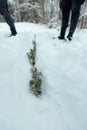Spruce seedlings grow under the snow Royalty Free Stock Photo