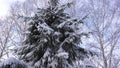 Spruce in the snow, camera movement from below.
