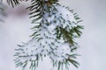 Spruce in the snow close-up, beautiful winter background Royalty Free Stock Photo