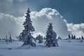 Spruce and snow falling in winter Royalty Free Stock Photo