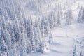 Spruce snow forest in winter scenery. Trees on frost covered hillside