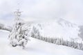 Spruce in snow. Winter landscape of mountains in fir tree forest and glade in snow. Carpathian mountains Royalty Free Stock Photo