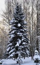 Spruce in the snow in winter