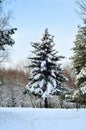 Spruce in the snow in winter