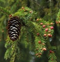 Spruce spring sprout blossom