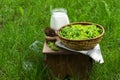 Spruce sprouts and cones, sugar, jars, ingredients for making coniferous syrup. Royalty Free Stock Photo