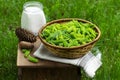 Spruce sprouts and cones, sugar, jars, ingredients for making coniferous syrup. Royalty Free Stock Photo