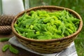 Spruce sprouts and cones, sugar, jars, ingredients for making coniferous syrup. Royalty Free Stock Photo