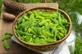 Spruce sprouts and cones, sugar, jars, ingredients for making coniferous syrup. Royalty Free Stock Photo