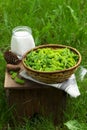 Spruce sprouts and cones, sugar, jars, ingredients for making coniferous syrup. Royalty Free Stock Photo