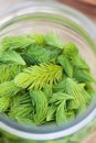 Spruce sprouts in a jar Royalty Free Stock Photo