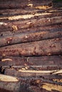 Spruce strains in the landfill