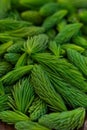 Spruce tips in a pile close up selective focus Royalty Free Stock Photo
