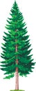 Spruce tree Royalty Free Stock Photo