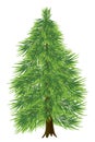 Spruce tree