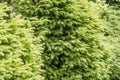 Spruce tree background Royalty Free Stock Photo