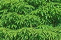 Spruce tree background Royalty Free Stock Photo