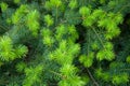 Spruce tree background