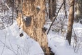 Spruce tree barkless trunk