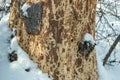 Spruce tree barkless trunk