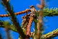 Spruce tree on blue sky background.