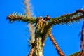 Spruce tree on blue sky background.