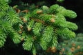 Spruce Tree Boughs Royalty Free Stock Photo