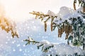 Spruce tree branch with green needles and cones covered with deep snow and hoarfrost and large snowflakes on blurred blue copy Royalty Free Stock Photo