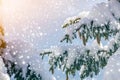 Spruce tree branch with green needles and cones covered with deep snow and hoarfrost and large snowflakes on blurred blue copy Royalty Free Stock Photo
