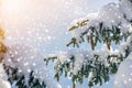 Spruce tree branch with green needles and cones covered with deep snow and hoarfrost and large snowflakes on blurred blue copy