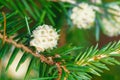 Spruce tree branch with unusual young cones Royalty Free Stock Photo