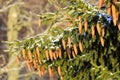 Spruce Tree Branches Carrying Lots of Cones Royalty Free Stock Photo