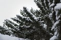 Spruce tree branches covered in snow Royalty Free Stock Photo