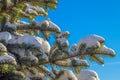 Spruce Tree Branches Covered with Snow Royalty Free Stock Photo