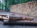 Spruce tree calamity. Wood pile against forest on a rainy day