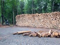 Spruce tree calamity. Wood pile against forest on a rainy day