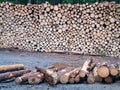 Spruce tree calamity. Wood pile against forest on a rainy day