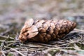 The spruce tree cone on a forest road. Forest bedding shown close up. Royalty Free Stock Photo