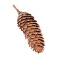 Spruce tree cone or Picea abies Royalty Free Stock Photo