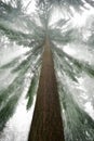 Spruce tree with cool light rays in winter