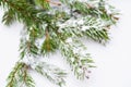 Spruce tree covered with snow detail