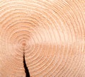 Spruce tree, horizontal cross section, with growth rings, and with a gap Royalty Free Stock Photo
