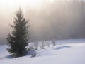 spruce tree in fog on the snow covered meadow in morning light Royalty Free Stock Photo