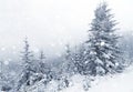 Spruce Tree foggy Forest Covered by Snow in Winter Landscape.