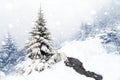 Spruce Tree foggy Forest Covered by Snow in Winter Landscape.