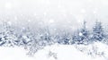 Spruce Tree foggy Forest Covered by Snow in Winter Landscape.