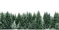 Spruce tree forest covered by fresh snow during Winter Christmas time. Forest of green Christmas trees background vector.