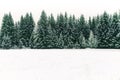 Spruce tree forest covered by fresh snow during Winter Christmas time background.