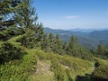 spruce tree forest, scrub pine and mountain meadow with view of blue green hills of Low Tatras mountains ridge. Summer Royalty Free Stock Photo