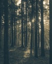 Spruce Tree Forest, Sunbeams through Morning Fog Royalty Free Stock Photo
